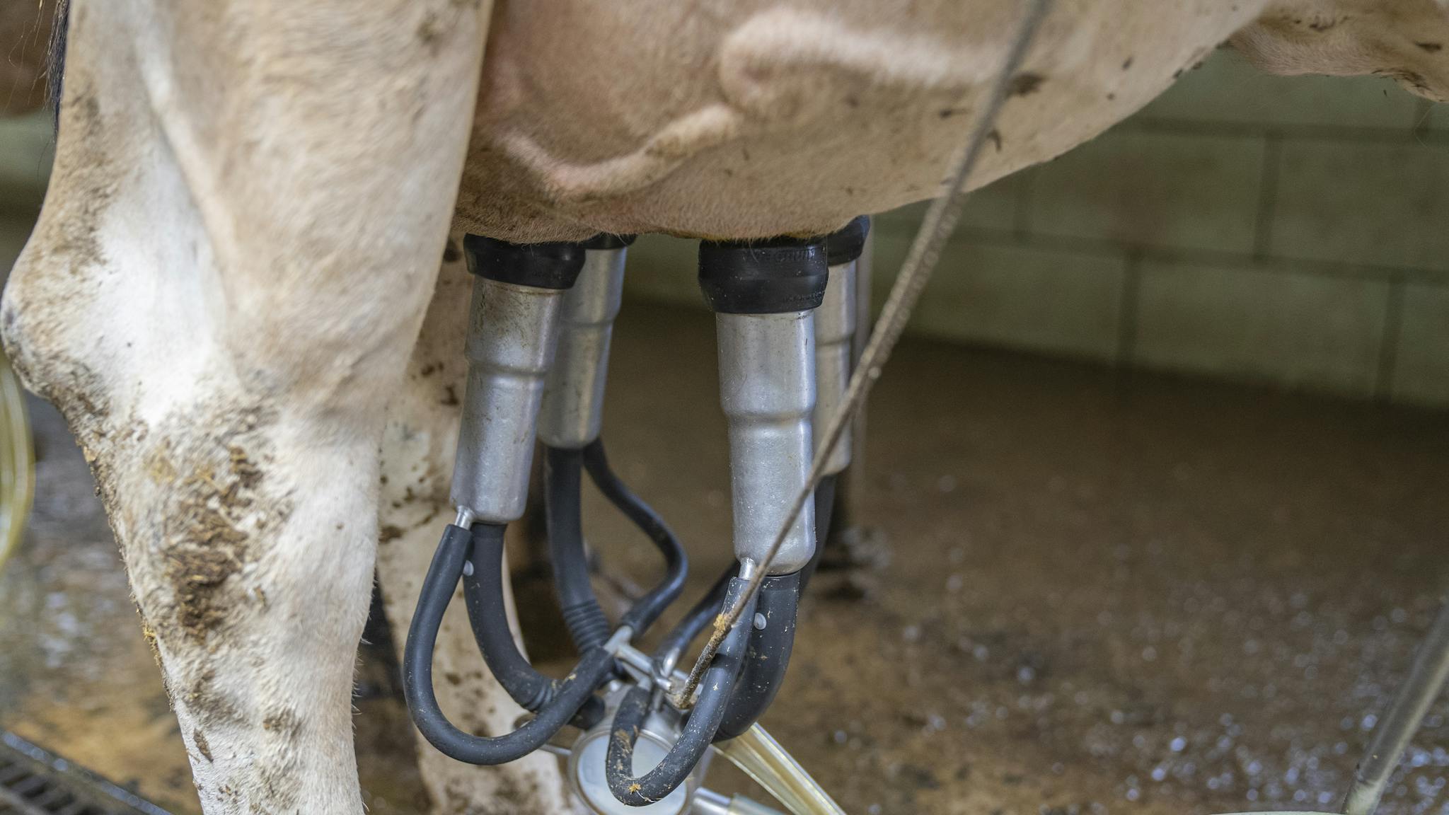 Close-up of automated milking machine on a cow in a dairy farm setting.
