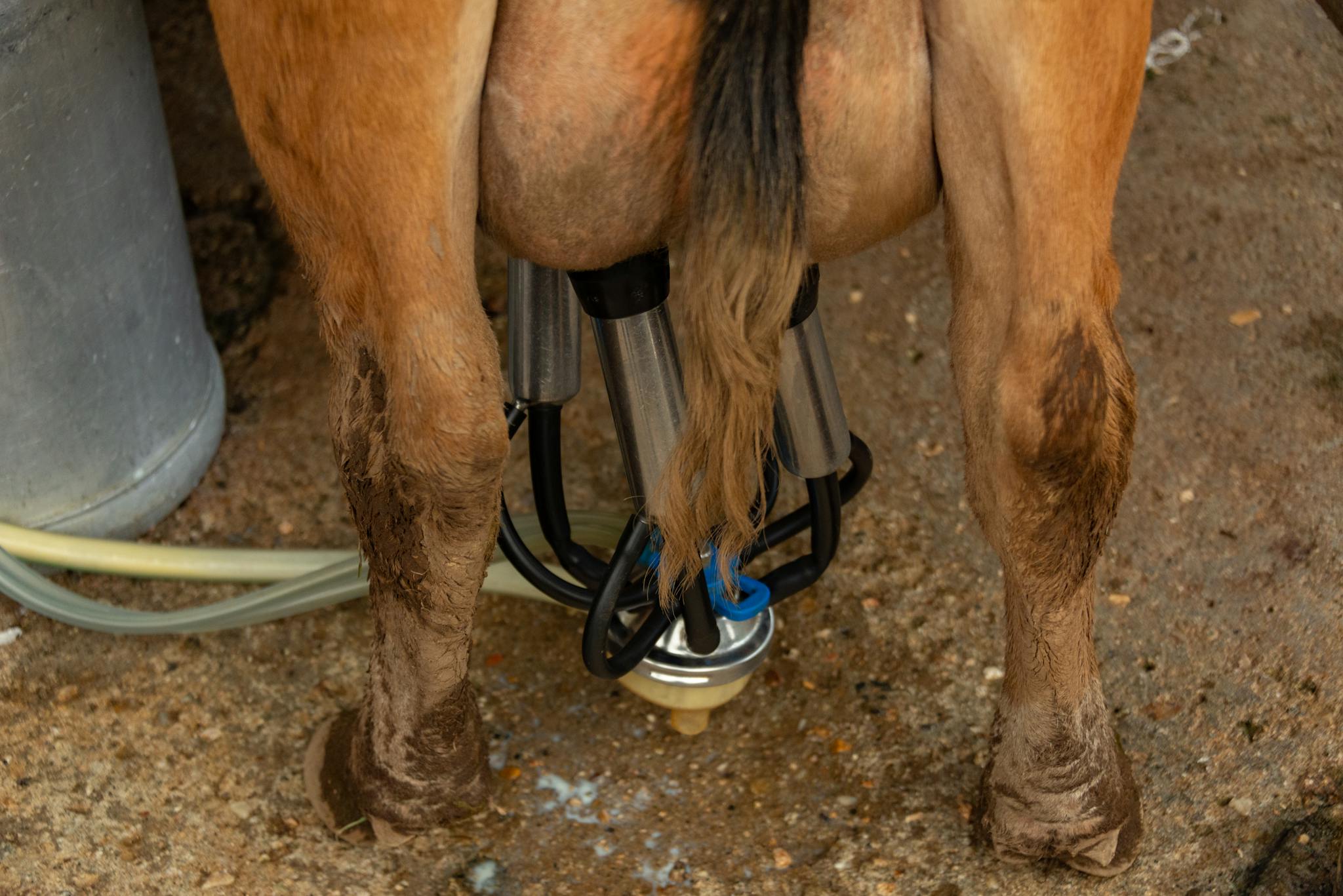 Detailed view of a cow's legs and milking machine during milking process on a farm.