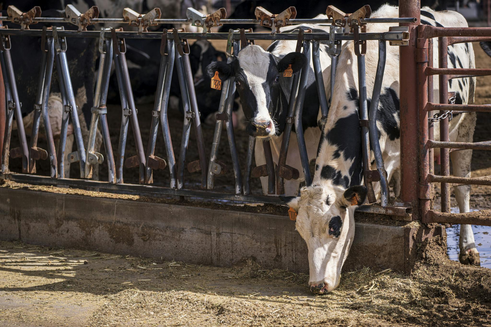 Holstein cows feeding in a farm enclosure on a sunny day.