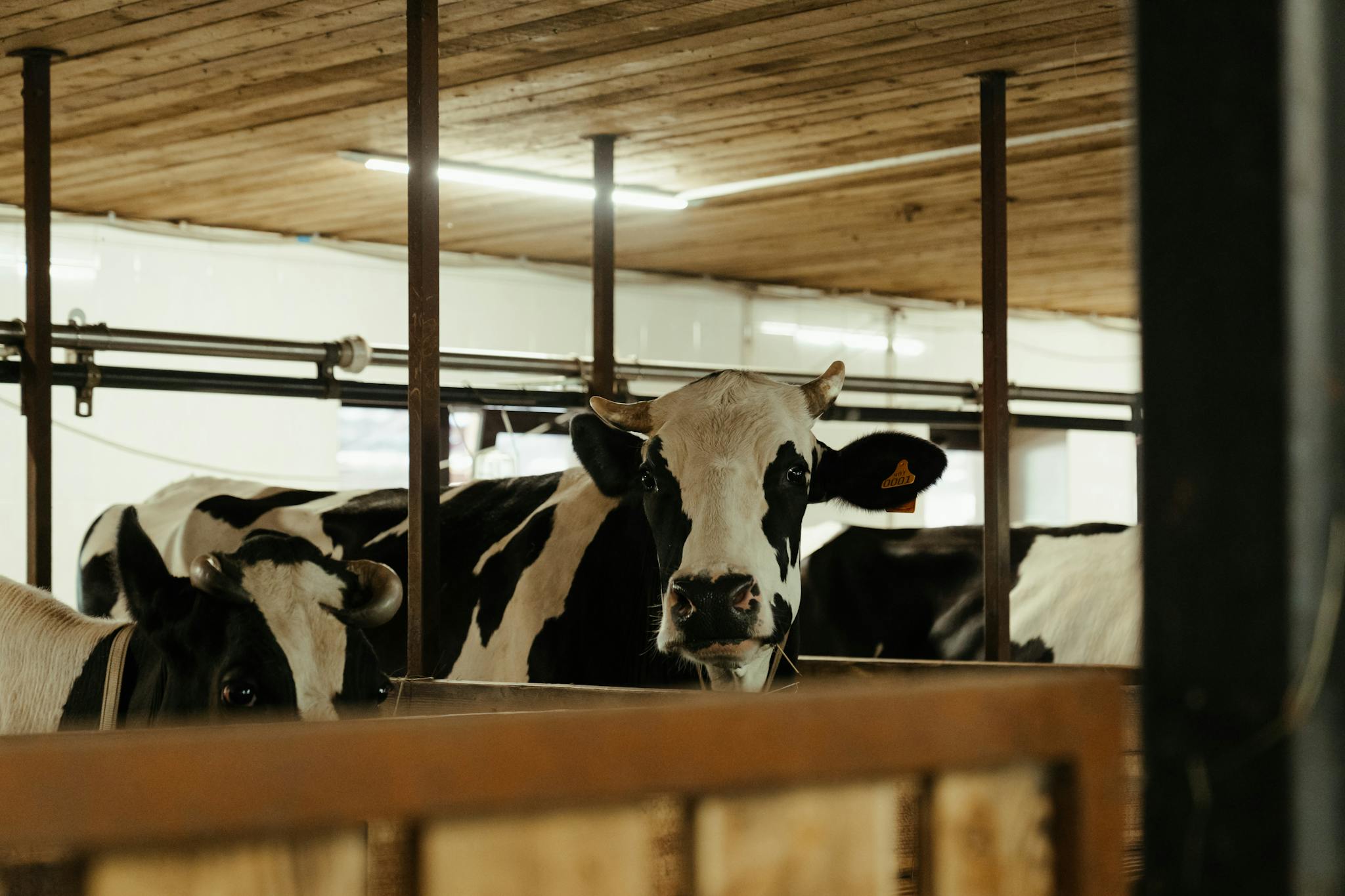 Holstein cows standing in a dairy barn, showcasing indoor farm life with a rural essence.